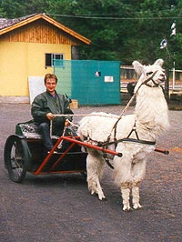 Robert Krammer