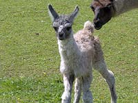 Lama-Baby