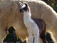 Lama-Baby