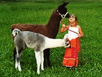 Llamas like children