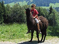 Llamas can be used for riding