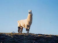 Llamas are a lot of fun