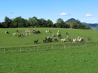 Lama-Herde in St. Jakob im Rosental, Kärnten