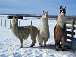 Suri Llama