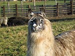 Woolly Llama