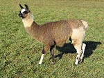 Medium Llama