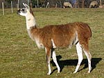 Classic Llama