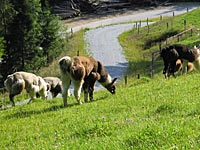 Schertag bei Rudi