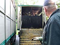 Almabtrieb 2009