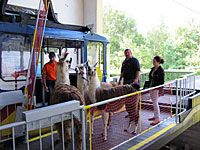 Krammers Lamas auf dem Weg aufs Goldeck