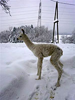 Lamababy 2010