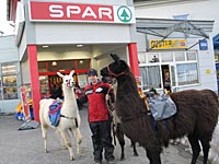 Lamaschnuppern - Lara