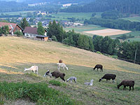 Stud farm near Klagenfurt