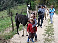 Llama stud farm Schwarzach