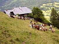Woolly breeding operation in Preitenegg