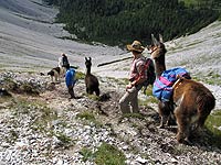 Lamas in den Karawanken