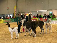 Klagenfurter Pferdemesse