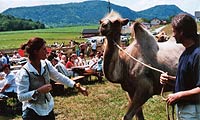 Lamafest 2007