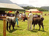 Lamafest 2008