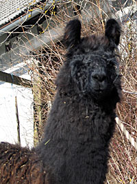 Zuchthengst Black Magic von Rase