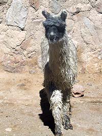Suri Llama