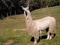 Suri Llama