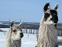 Suri Llama