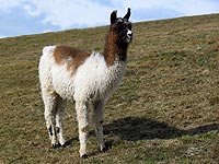 Suri Llamas