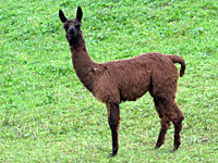 Suri Llama