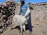 Suri Llama