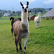 Krammers Lamas - Therapietiere