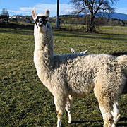 Krammers Lamas - Jungtiere