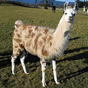 Krammers Lamas - Jungtiere