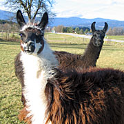 Krammers Lamas - Jungtiere