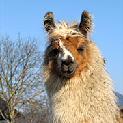 Krammers Lamas - Jungtiere