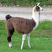 Krammers Lamas - Jungtiere