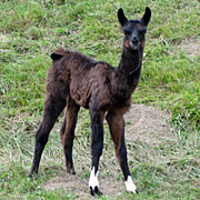 Krammers Lamas - Jungtiere