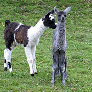 Krammers Lamas - Jungtiere