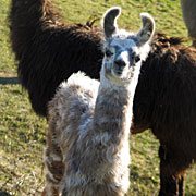 Krammers Lamas - Jungtiere