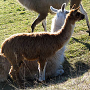 Krammers Lamas - Jungtiere