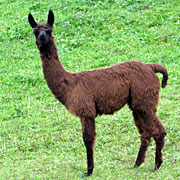 Krammers Lamas - Jungtiere