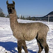 Krammers Lamas - Suri-Lamas