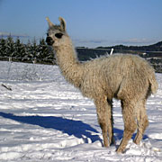 Krammers Lamas - Suri-Lamas