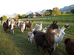 Krammers Lamas - Trekking