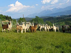 Krammers Lamas - Trekking