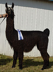 Suri Lama "Champion"