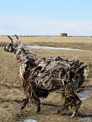 Suri Lama