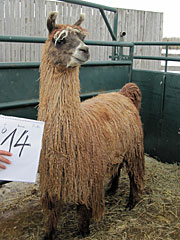 Suri Lama