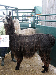 Suri Lama