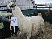 Suri Lama